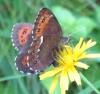 Erebia ligea
